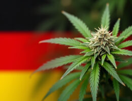 cannabis allemagne toudi